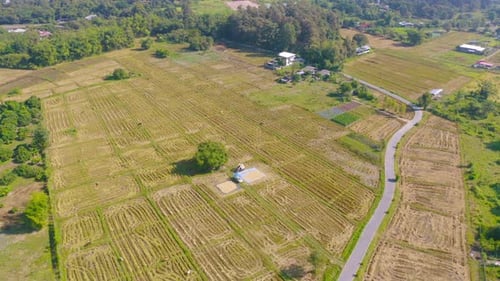 Vista aérea superior de arroz em casca fresco, campo agrícola verde na zona rural
