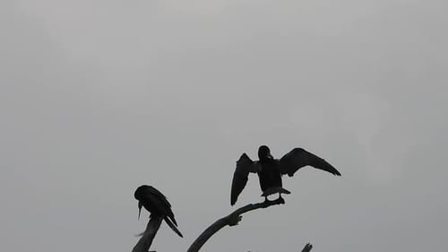 Deux oiseaux assis au sommet de l'arbre