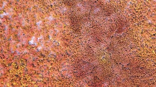 Vertical orientation video: Red grass. Red seaweed at the bottom of a dried-up lake