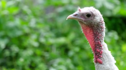 Weißer Truthahn im grünen Gras im Freien