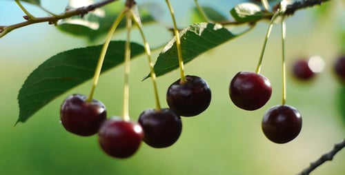 Ripe Red Cherries Growing on Tree Branch