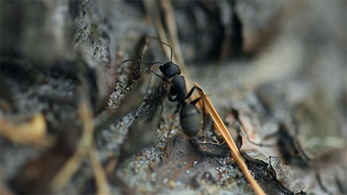 Ant
