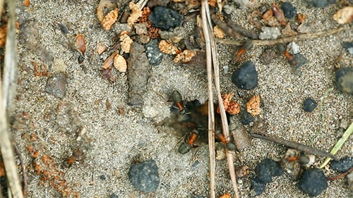 Ants Nest