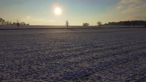 Snowy Field Landscape With Bare Trees and Sunlight