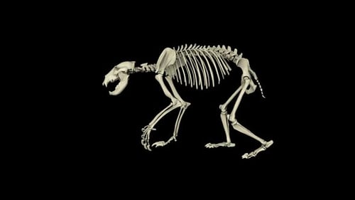 3D Animated Bear Skeleton Walking on Black Background