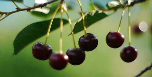 Cerises Wind Shakes 2