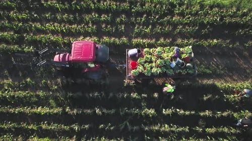 Aerial straight down of tractor and corn wagon in corn field with workers on a summer morning.