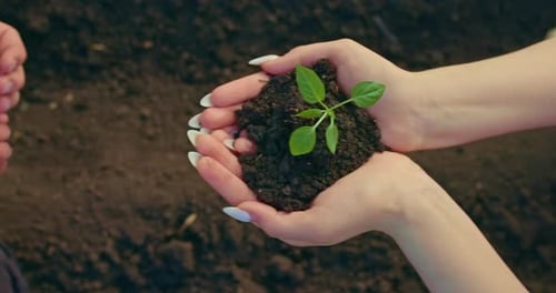 Woman is Holding Small Sprouts with Soil in Hands and Giving to Man or Child Close Up View Prores