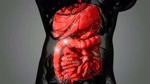 3D Animation of Human Liver and Intestines in Torso