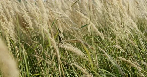 Fresh Cereal Grass Fluttering on Wind While Growing in Green Field on Sunny Summer Day in Nature