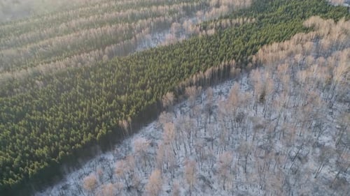 Winter Landscape Forest
