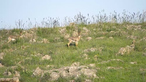 Two Gazelles Standing on a Green Hillside