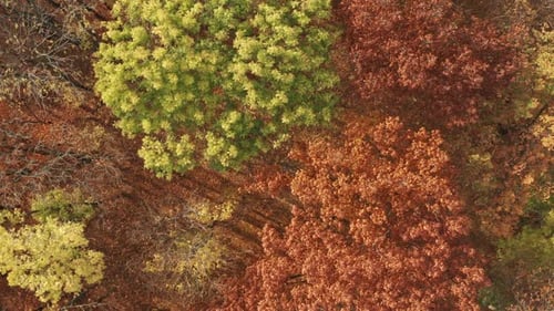 Autumn forest 05