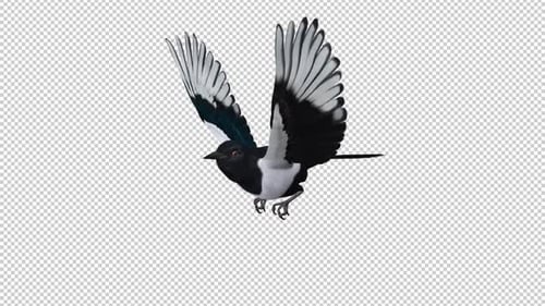 Eurasian Magpie Bird - Flying Loop - SIde Angle CU - Alpha Channel