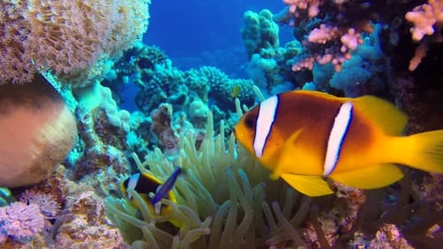 Beautiful Underwater Clownfish and Sea Anemones