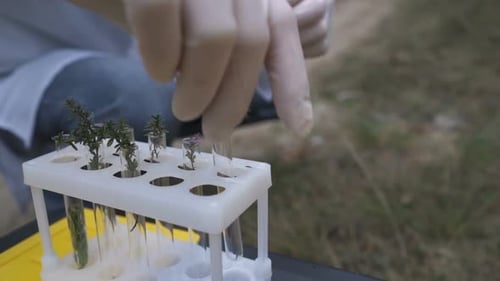 In the Forest, an Ecologist Takes Samples of Plants and Puts Them in a Test Tube