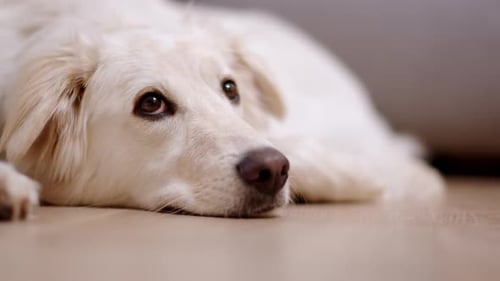 Close-Up of Relaxed White Dog Laying on Floor