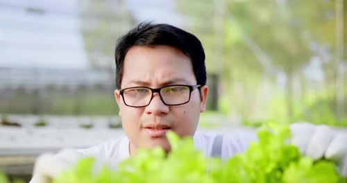 Asian farm owner check his Organic hydroponic vegetable cultivation farm