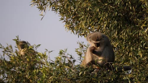 Monkey Grooming Fur in Tree in Daytime
