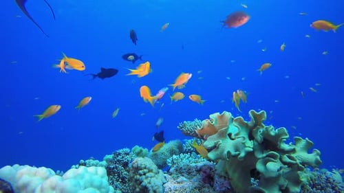 Underwater Beautiful Scene