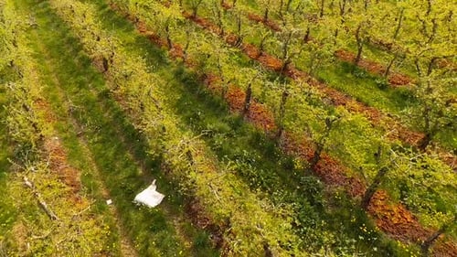 Blooming Orchard ,Early Spring