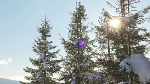 Snow Covered Evergreens on Mountainside on Sunny Winter Day