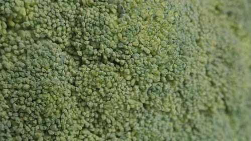 Macro View of Fresh Green Broccoli