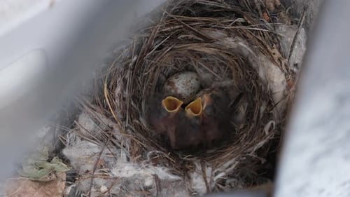 Baby Birds Waiting in Nest with Open Beaks