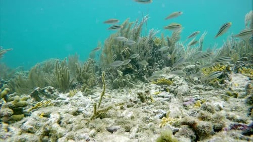 Colorful Seabed on the Coral Reef in the Caribbean Sea
