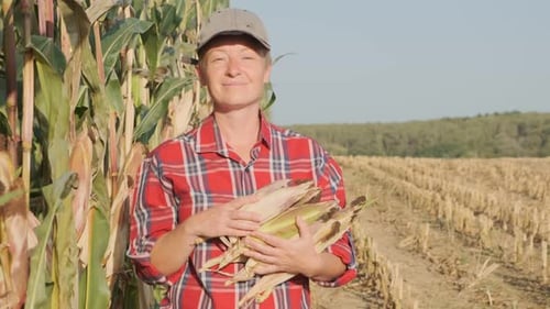 happy farmer walks with armful of corncobs across in corn field