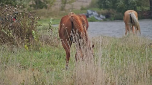 Beautiful Horse is Eating Grass
