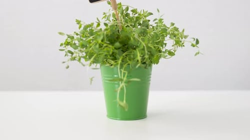 Herbe de thym vert avec plaque signalétique en pot sur la table 3