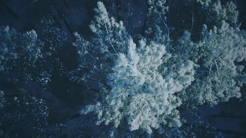 Snowy Forest In Winter Frosty Day