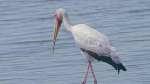 Yellow-Billed Stork Wades in the Water