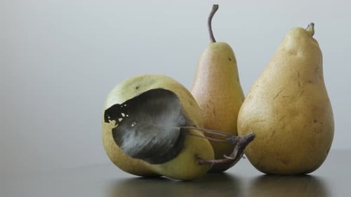 Tilting on pears with peduncles close-up 4K 2160p UltraHD footage - Close-up of organic fruit from g