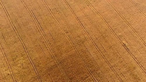 Flying Over Field of Yellow Ripe Wheat Dawn Sunset