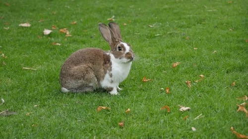 Hare cleaning himself outdoors in the field 4K 3840X2160 UltraHD footage - Rabbit outdoor on the gra