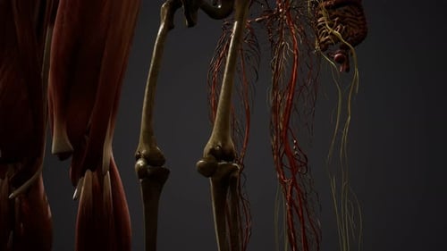 Detailed 3D Scan of Human Anatomy Systems
