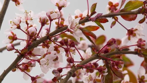 Weiße Kirschbaumblüten Blüten