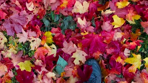 Gehen Sie durch das Herbstlaub
