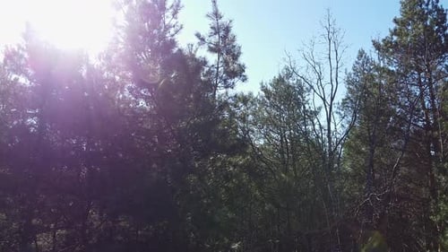 De beaux rayons de soleil traversent la cime des arbres, le soleil brille à travers le feuillage