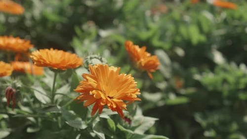 Beautiful orange flower bloom and petal in the garden, season springtime or summer.