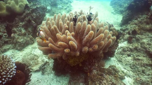Clownfish Swimming Around Colorful Coral Reef