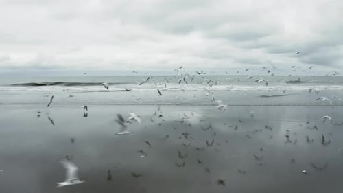 A flock of seagulls flying over the beach in South America