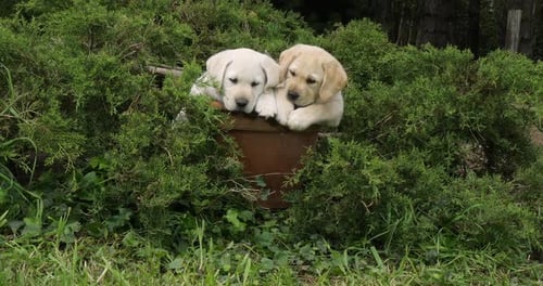 Yellow Labrador Retriever, Puppies Playing in a Flowerpot, Normandy, Slow Motion 4K