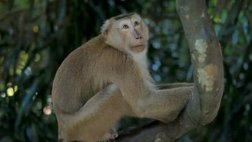 Monkey Sitting on a Tree Branch Outdoors