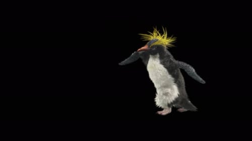 Penguin Dancing 4K