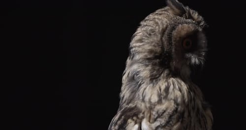 Wildlife Amazing Owl is Flying Away Studio Footage of a Predator Bird