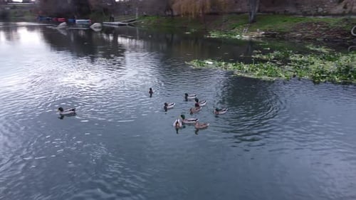Enten auf dem Fluss 4K 09