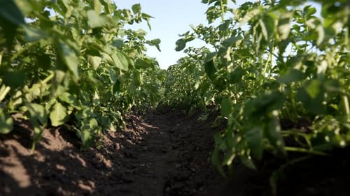 Potato Plants Bushes Growing in Rows on Farm Vegetable Field